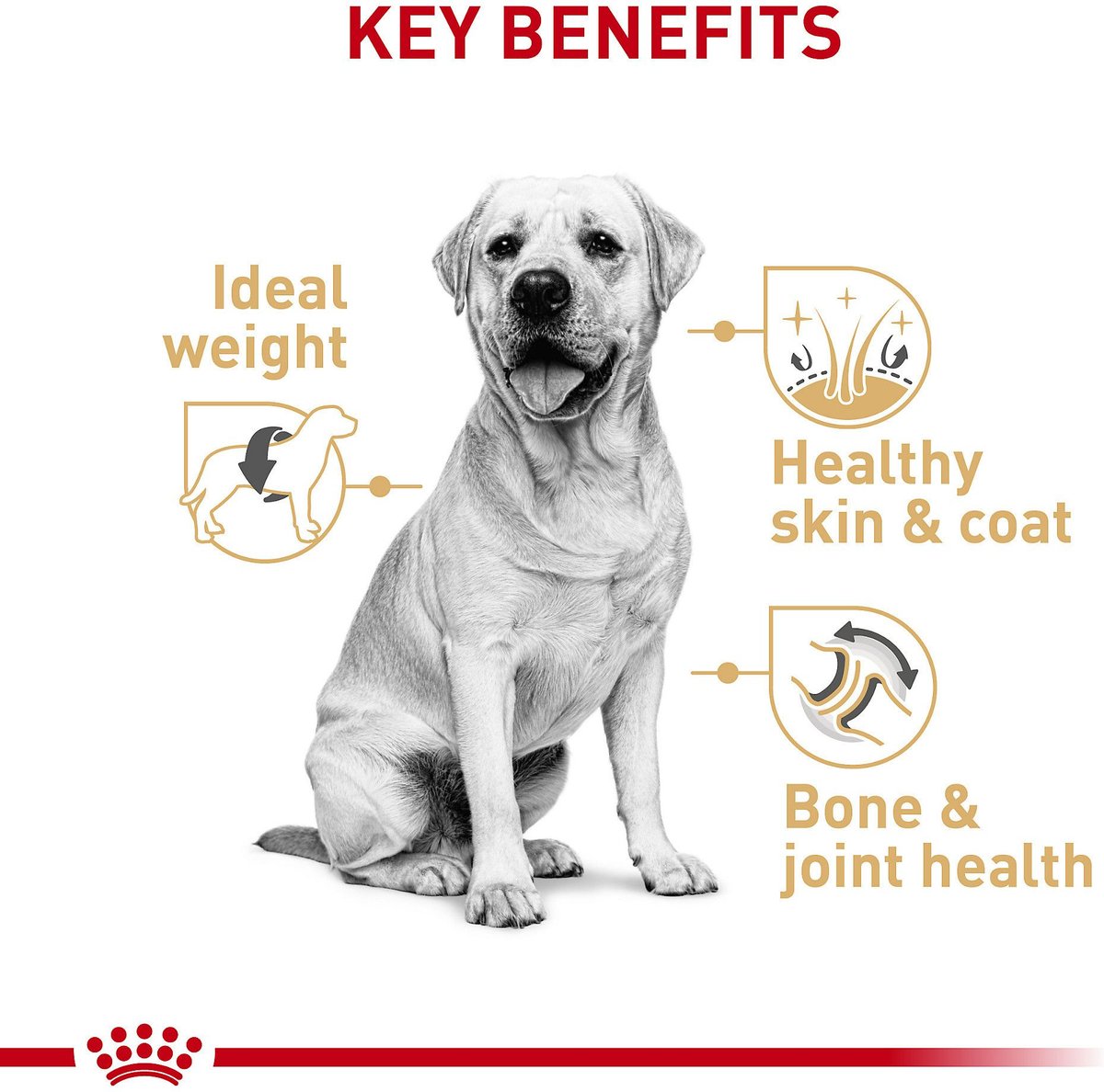 Royal Canin Breed Health Nutrition Labrador Retriever Adult Dry Dog Food