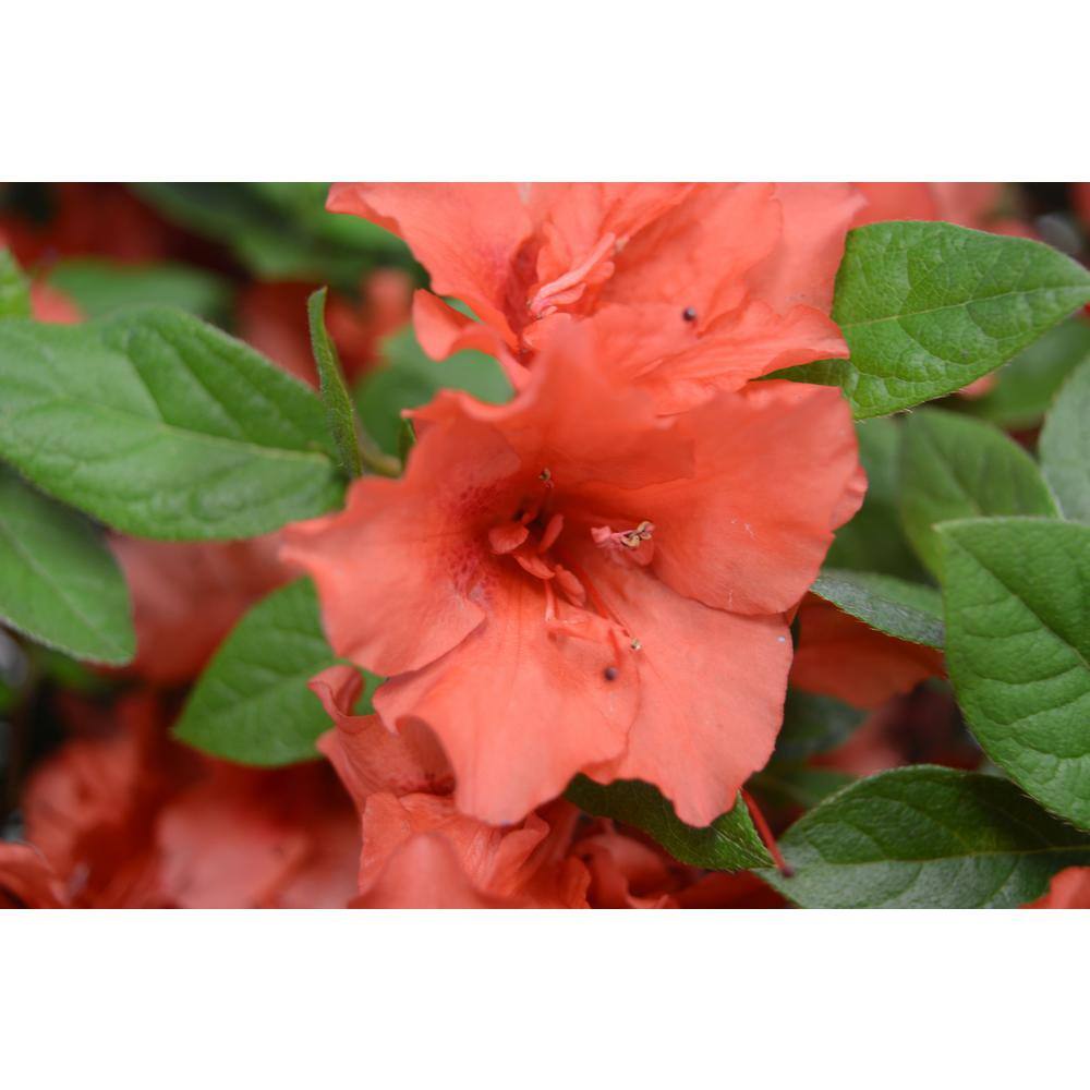Vigoro 2 Gal. Echo Peachy Keen Azalea Shrub with Salmon Pink Reblooming Flowers 10317