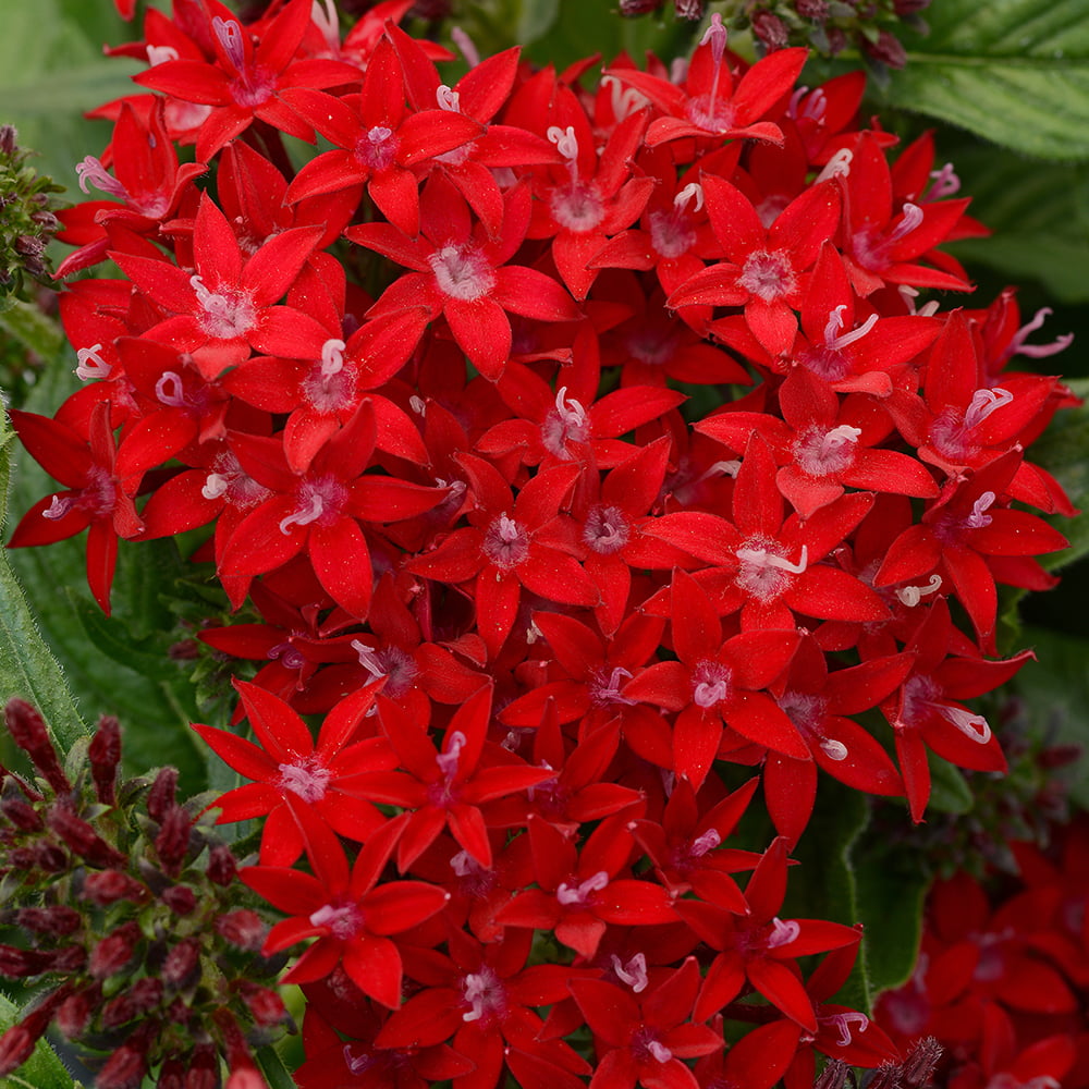 Altman Plants 4 in Pentas Red Plant Collection (4-Pack)