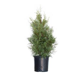 FLOWERWOOD 2.5 Gal - Carolina Sapphire Cypress Live Evergreen Tree Light Blue-Green Foliage 12223FL