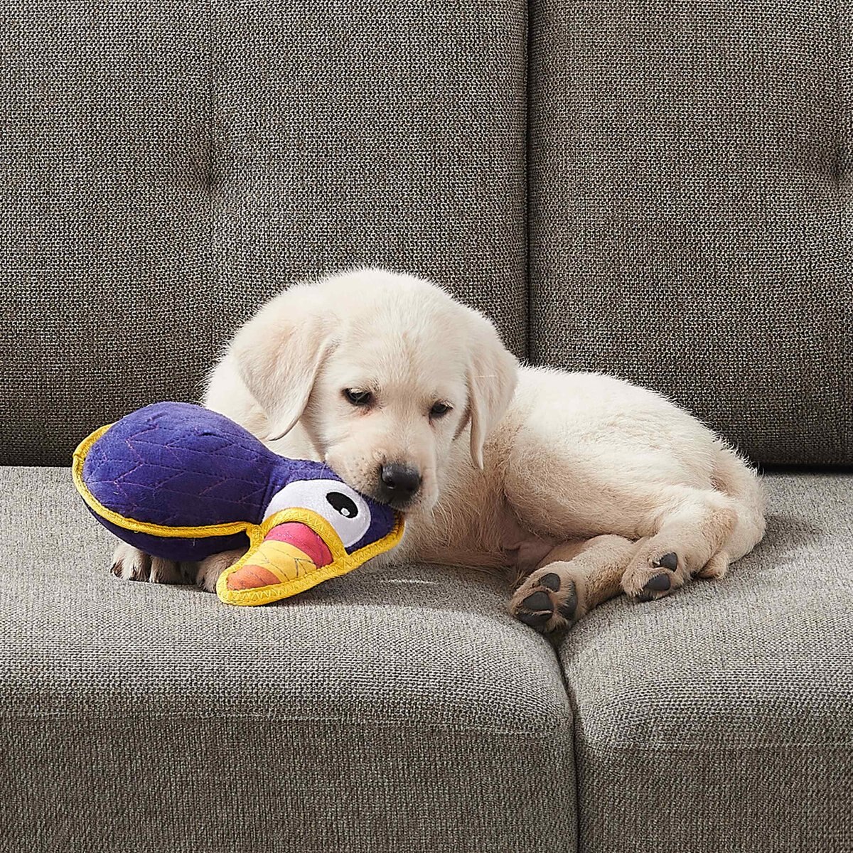 Outward Hound Xtreme Seamz Toucan Squeaky Durable Dog Toy， Purple， Medium