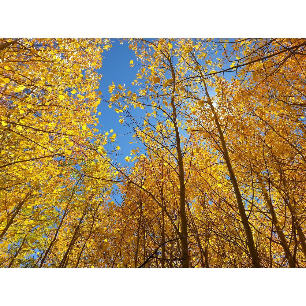 Online Orchards Quaking Aspen Tree Bare Root SHAN001