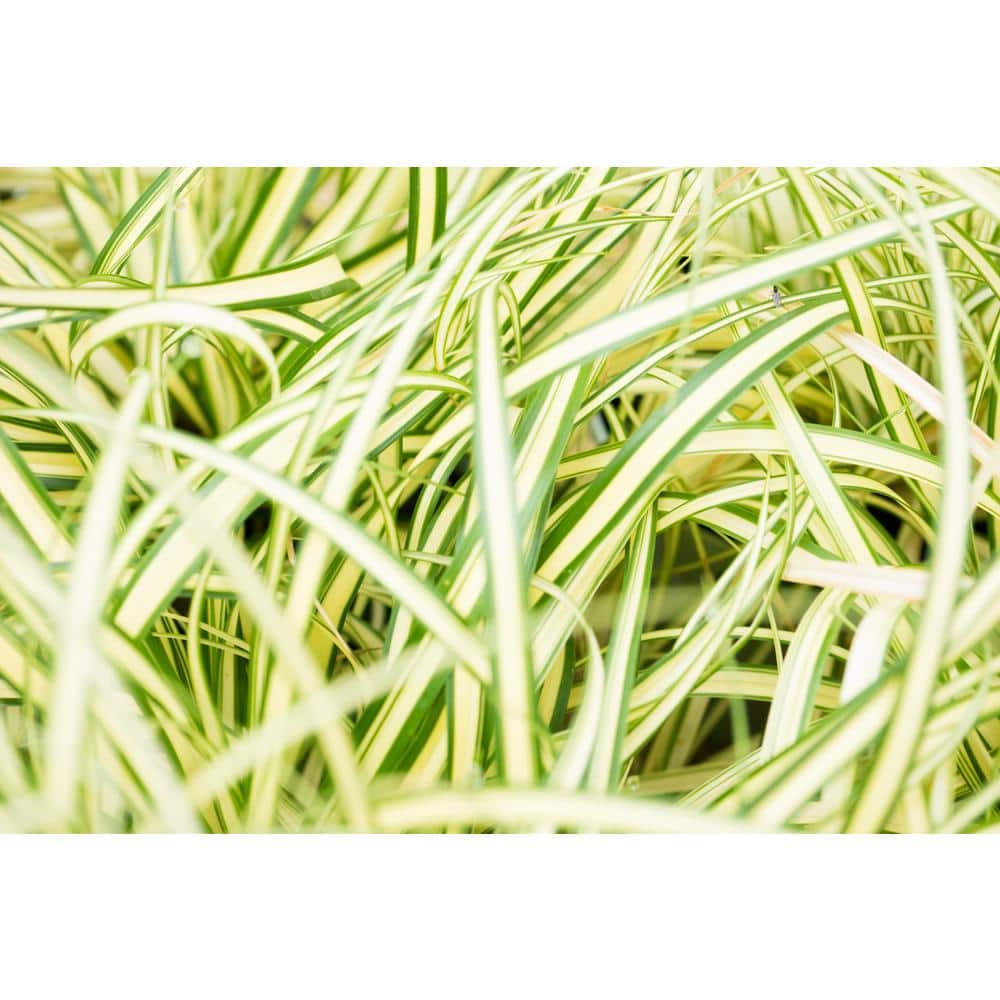 Online Orchards 1 Gal. Evergold Japanese Sedge Grass with Gold and Green Striped Cascading Blades GROR011