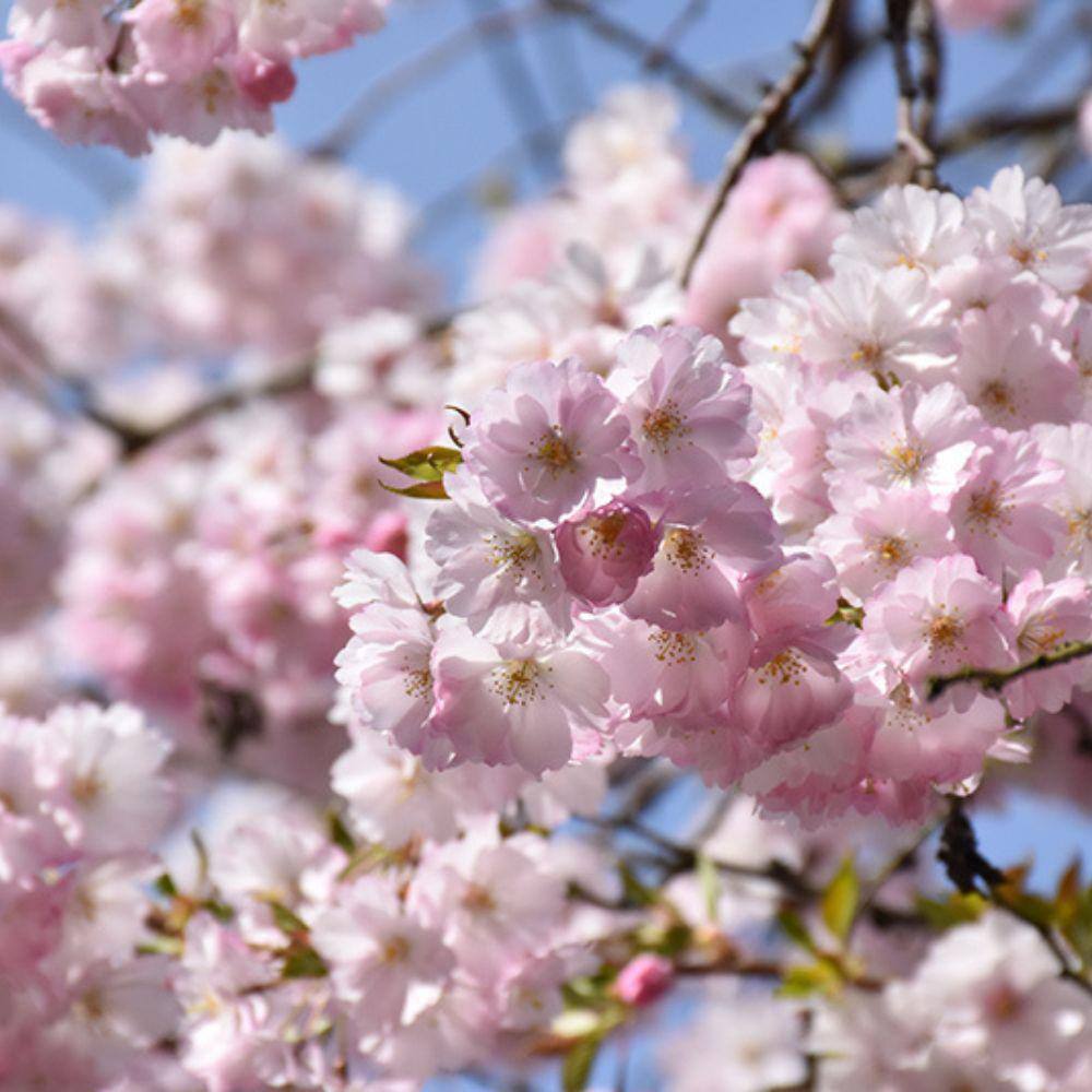 5 Gal. Flowering Deciduous Tree with Pink Flowers