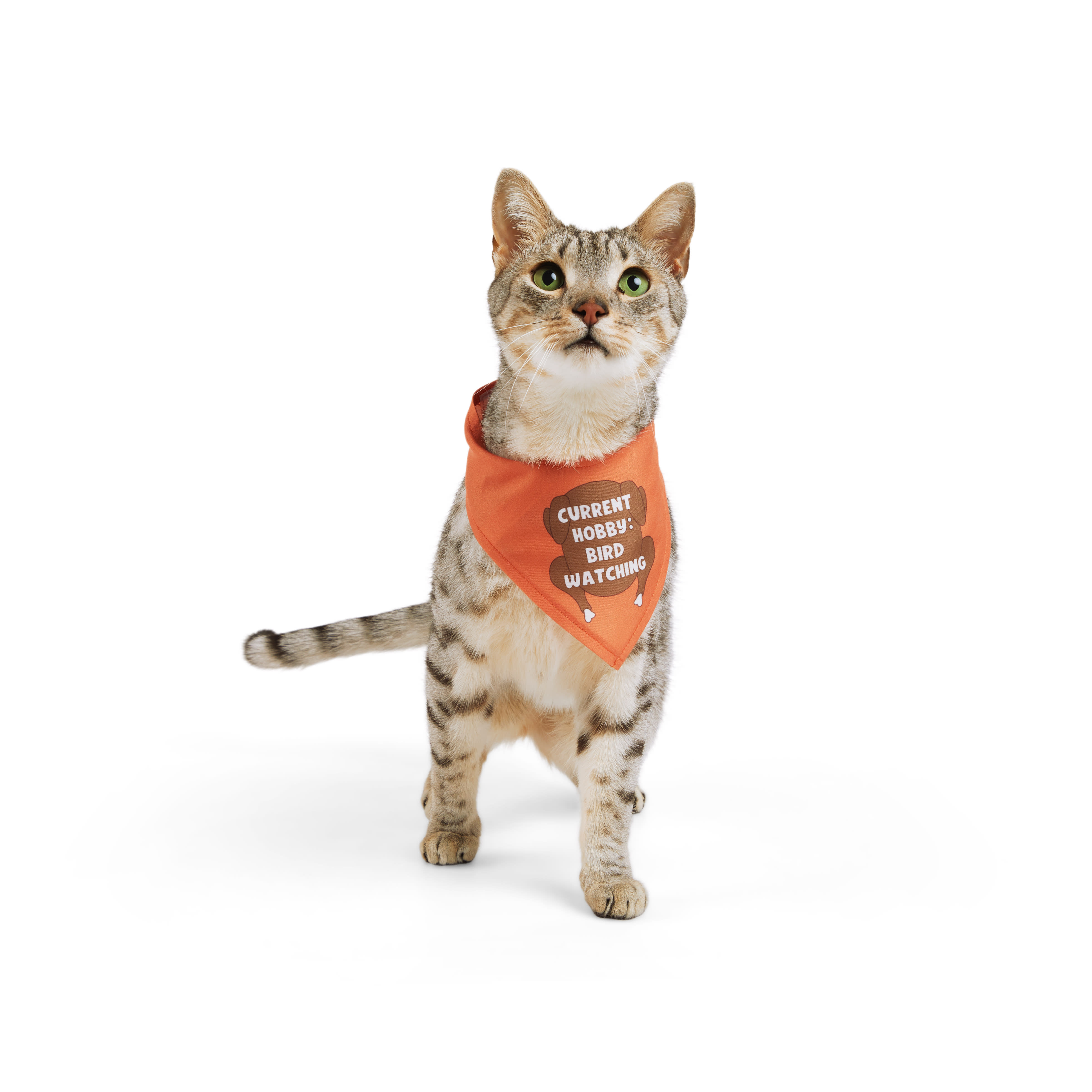 YOULY Thanksgiving Cat Bandana， Small/Medium