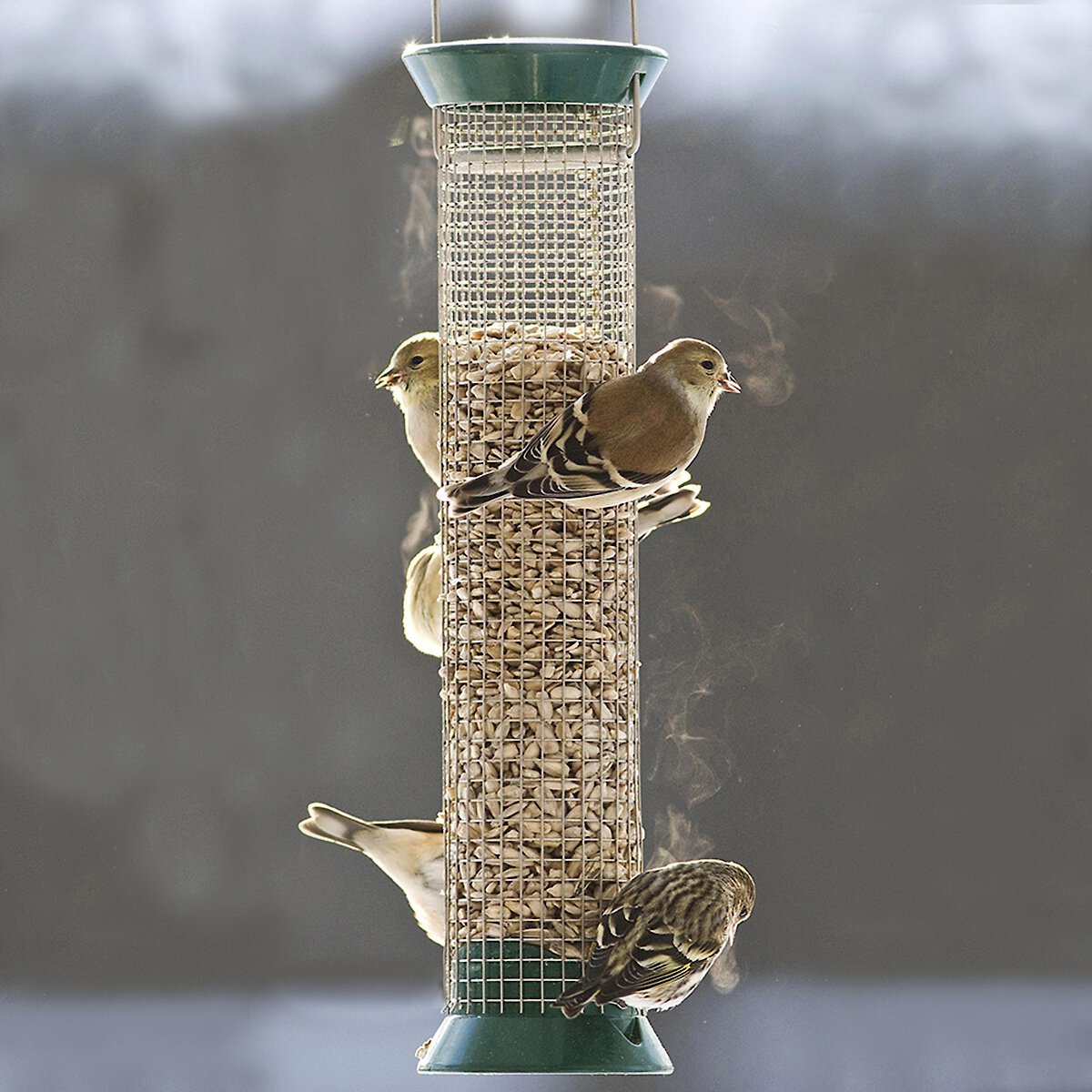 Droll Yankees New Generation Metal Peanut Bird Feeder， 13-in