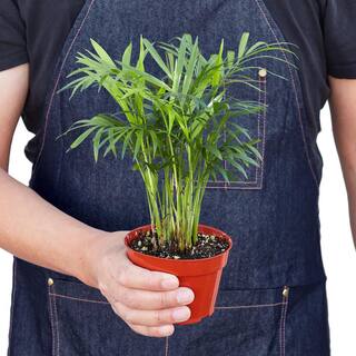 Parlor Palm (Chamaedorea Elegans) Plant in 4 in. Grower Pot 4_PALM_PARLOR