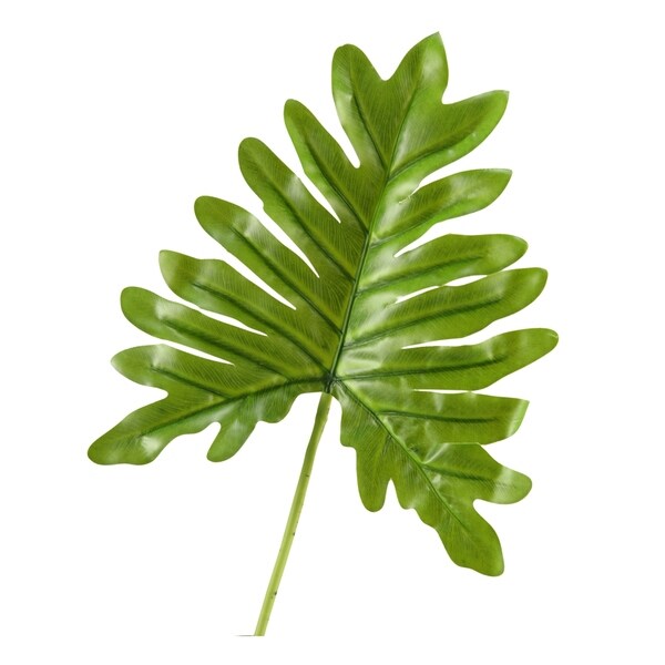 Small Cellium Philo Leaf