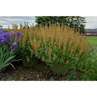 PROVEN WINNERS 3 Gal. Cherries Jubilee Baptisia Live Perennial Plant (1-Pack) BAPTI3CHJ1PK