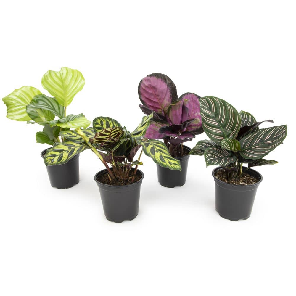 ALTMAN PLANTS 4 in. Calathea Asst (4-Pack) 0872717