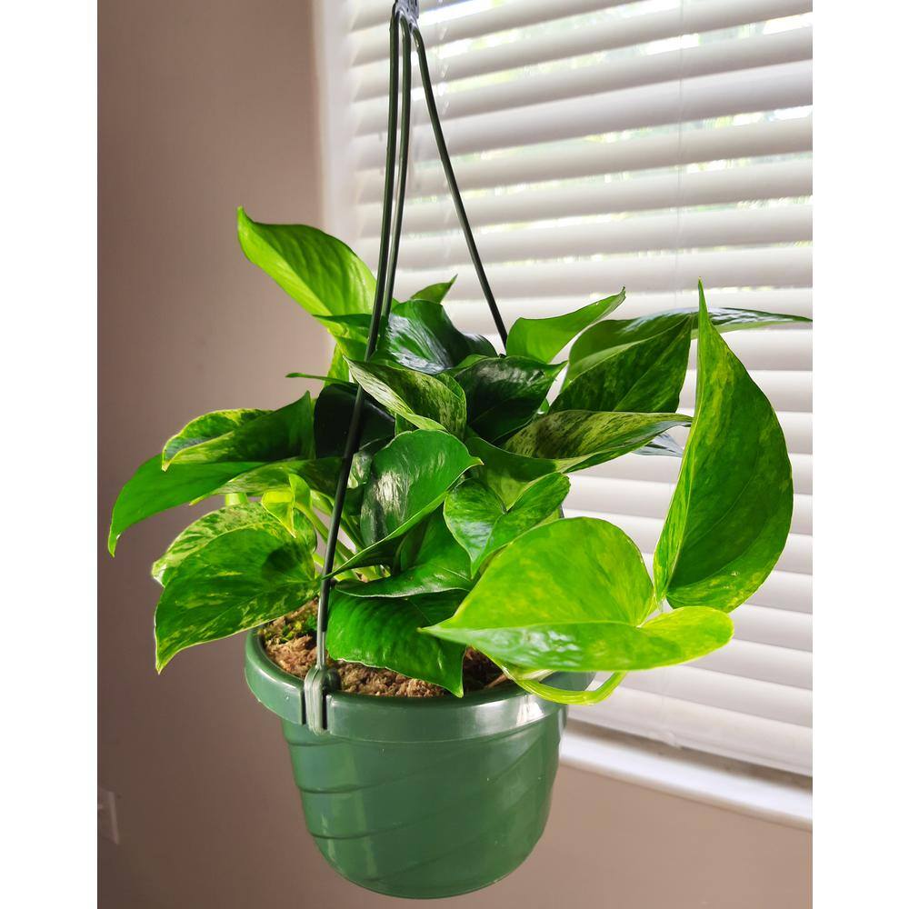 Marble Queen Pothos Plant in 6 in. Hanging Basket (2-Pack) 2PkHBMrbP