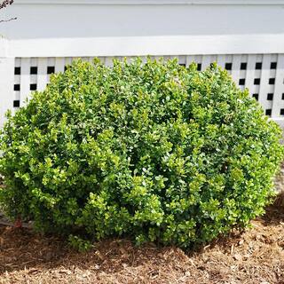 PROVEN WINNERS 2 Gal. Sprinter Boxwood Shrub with Glossy Evergreen Foliage 16875