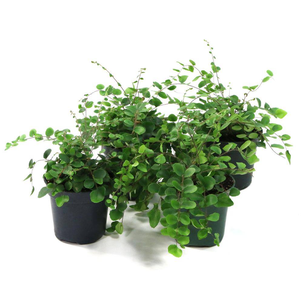 national PLANT NETWORK 4 in. Button Fern Polystichum Plant in Grower Pot (4 Piece) HD7245