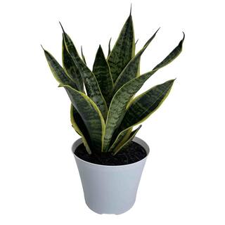 EVERBLOOM GROWERS INC. 6 in. Snake Plant Sansevieria Plant Grower's Choice in White Deco Pot 6SANS