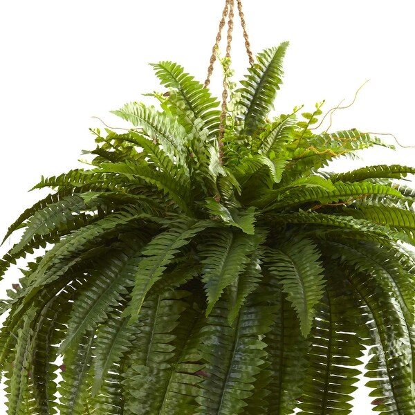 Double Giant Boston Fern Hanging Basket