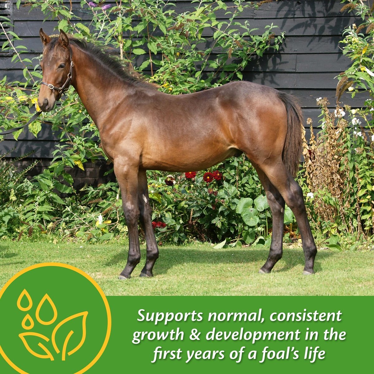 Farnam Grow Colt Growth and Development Pellets Horse Supplement