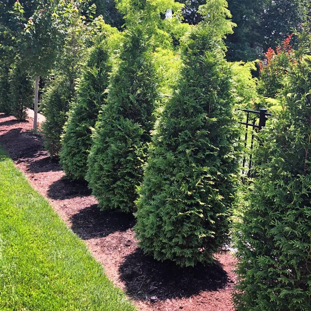 3 Gal. Northern Spire Thuja Evergreen Tree THUNPI03G