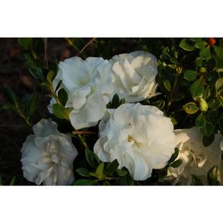 Vigoro 2 Gal. Echo Snowball Azalea Shrub with Double White Reblooming Flowers 10374