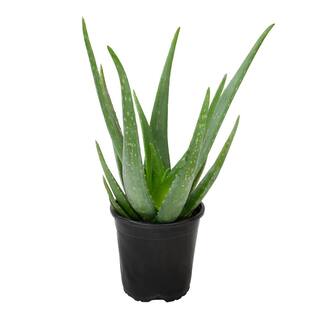 SMART PLANET 1G Single Aloe Vera in Nursery Pot 0872599