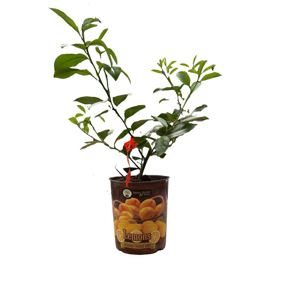 BELL NURSERY 1 Gal. Improved Meyer Lemon Tree Live Tropical Tree with White Flower to Yellow Fruit (1-Pack) LEMON1MEY1PK