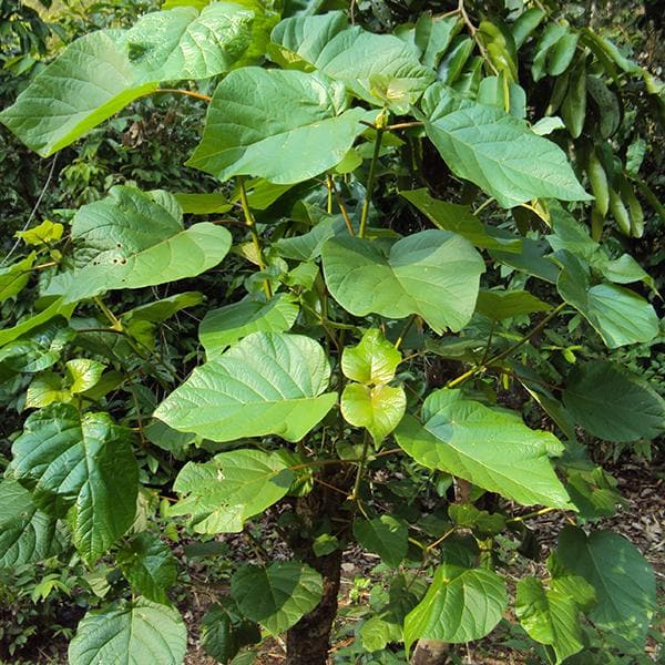 Adina Cordifolia, Haldu, Kadamba - 0.5 kg Seeds