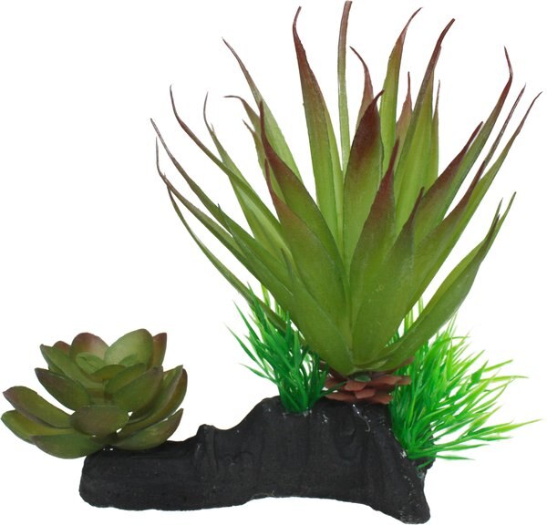 Komodo Succulent Auqrarium Plant， 5-in