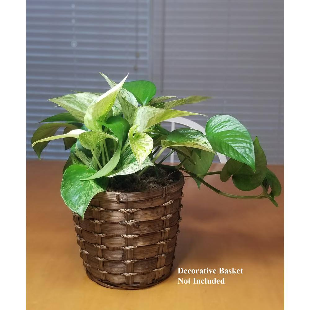 Marble Queen Pothos Plant in 6 in. Hanging Basket HBMrbP006