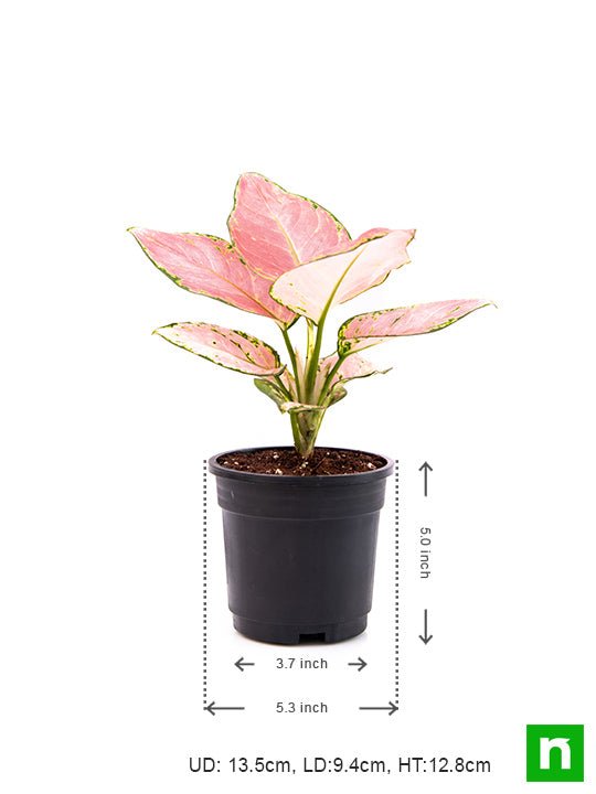 Aglaonema dud anyamanee, Aglaonema anyamanee (Green, Pink) - Plant