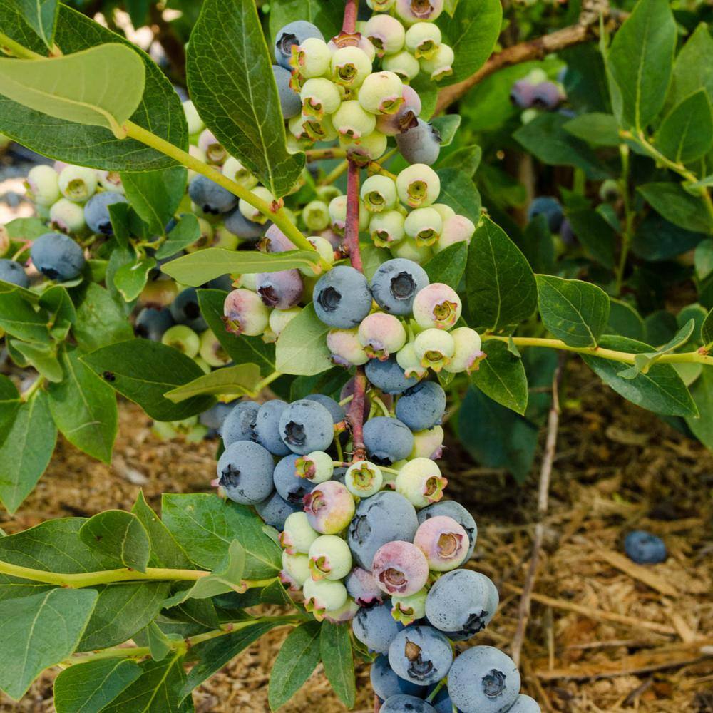 Gurney's 1 Gal. Elliot Blueberry (Vaccinium) Live Fruiting Plant White Flowers with Green Foliage (1-Pack) 62272