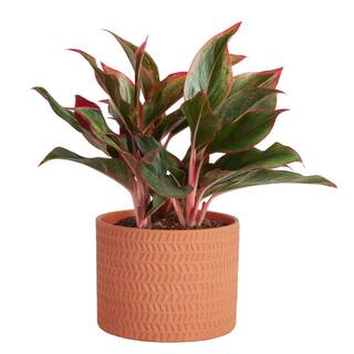 Costa Farms Aglaonema Indoor Chinese Evergreen Plant in 6 in. Ceramic Pot Avg. Shipping Height 1-2 ft. Tall 6SIAMAGHOL2PK