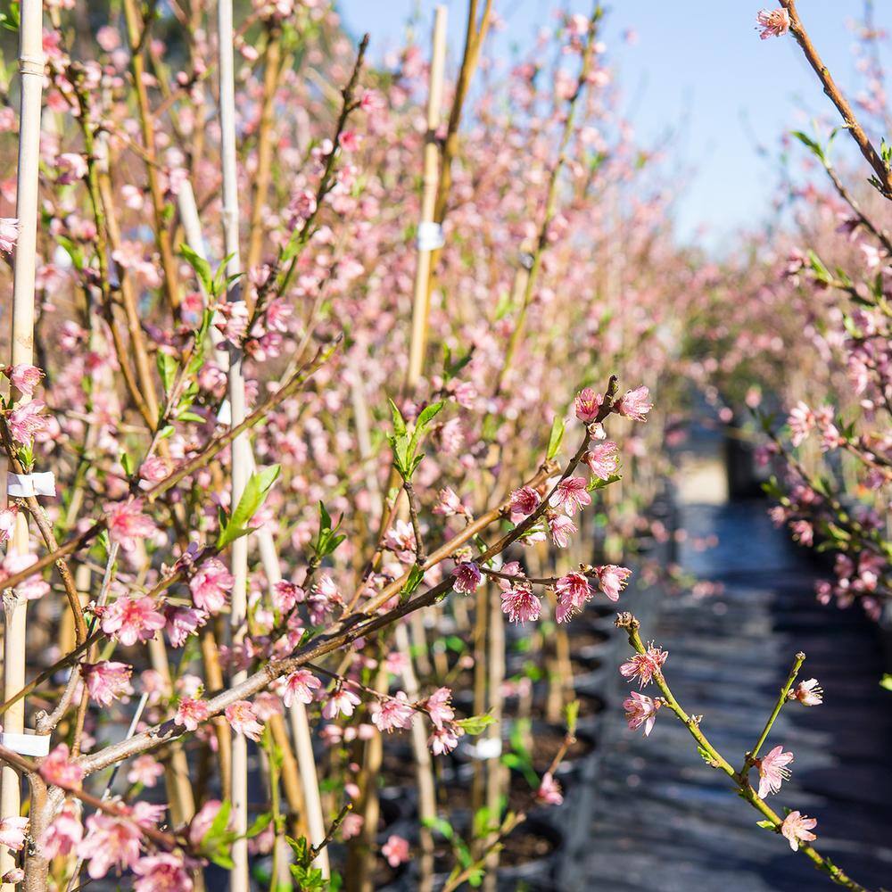 Perfect Plants 5 Gal. Flordaking Peach Tree (2-Pack) THD00412