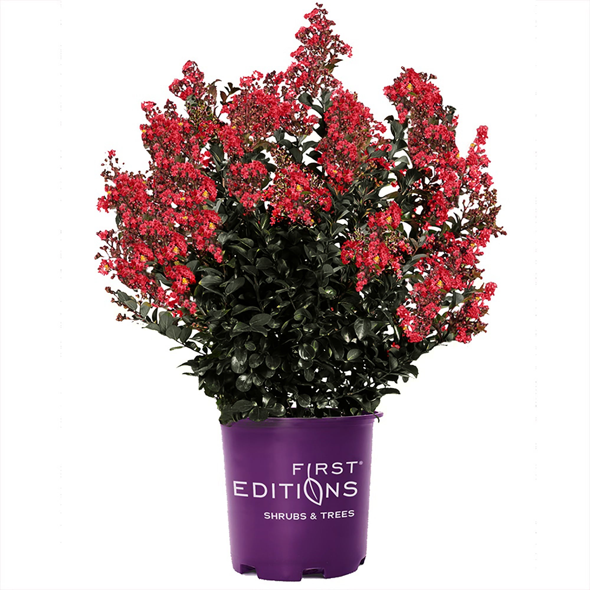 First Editions Midnight Magic Crape Myrtle Live Shrub (7 Gallon)