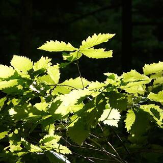 5 Gal. Sawtooth Oak Tree (2-Pack) THD00179