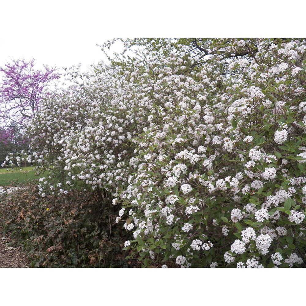 BELL NURSERY 3 Gal. Koreanspice Viburnum Flowering Live Shrub with White Flowers VIBUR3CAR1PK