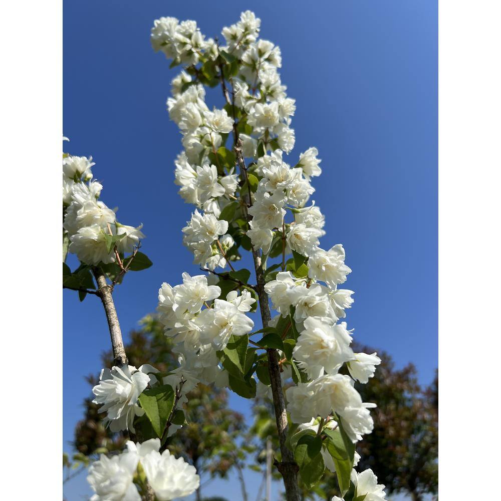 Online Orchards 1 Gal Minnesota Snowflake Mock Orange Shrub SBMO001