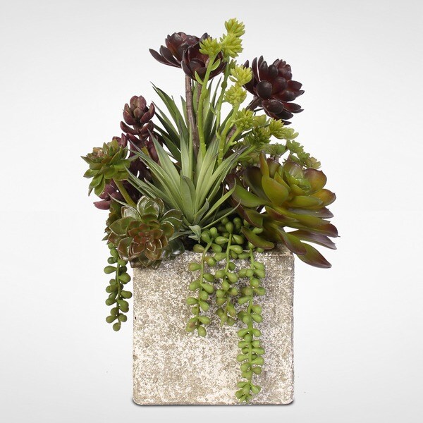 Succulent，Hen，and Chicks Coastal Cottage Arrangement in Stone Pot