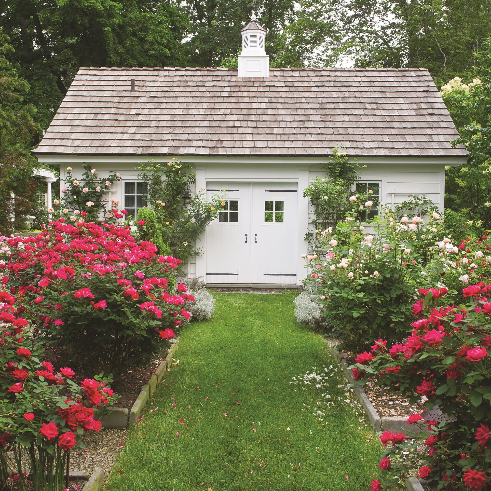 The Red Double Knock Out® Rose Live Shrubs with Vibrant Cherry Red Blooms (1 Gallon)