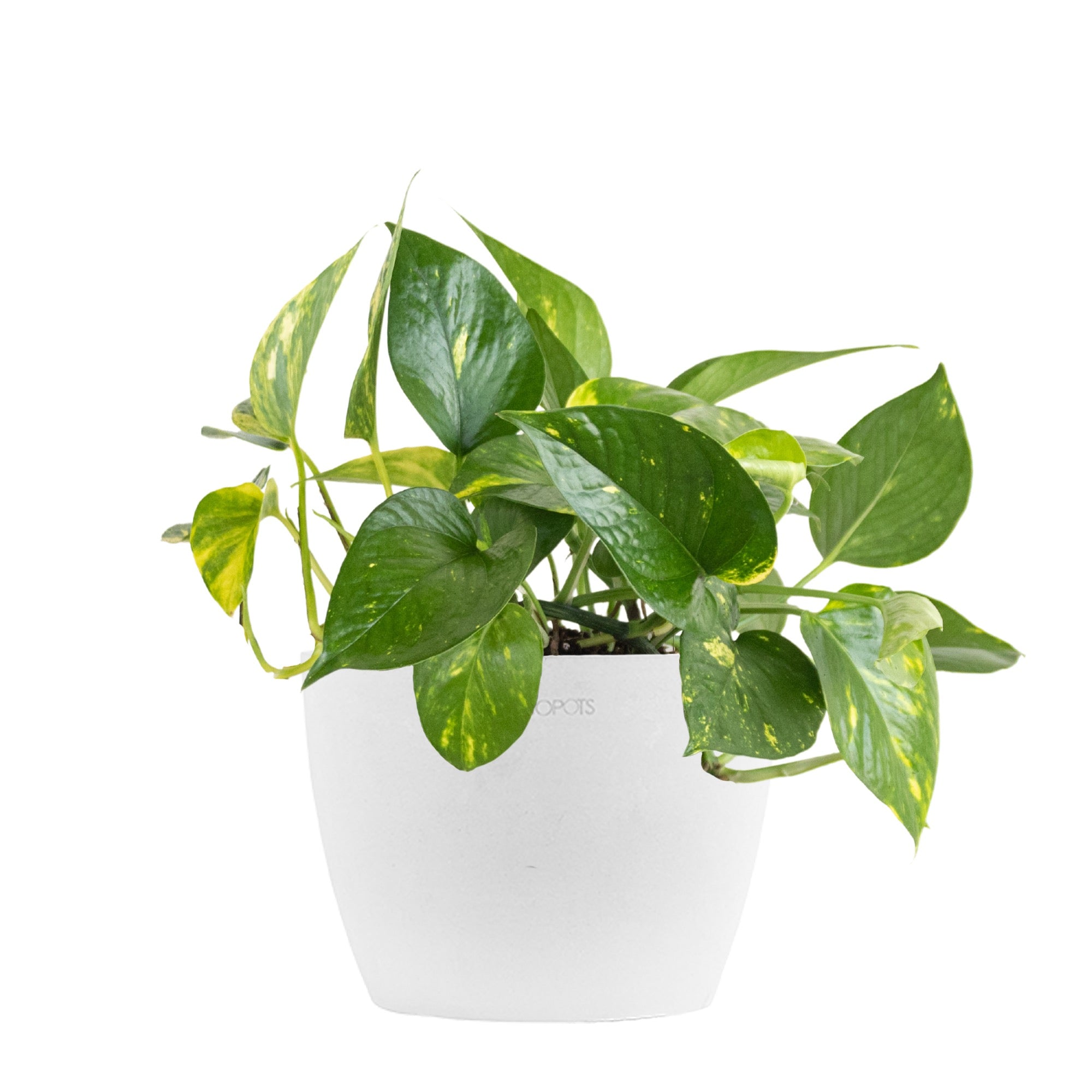 United Nursery Live Golden Pothos Houseplant 12-14in Tall in 6 inch Premium Ecopots Pure White