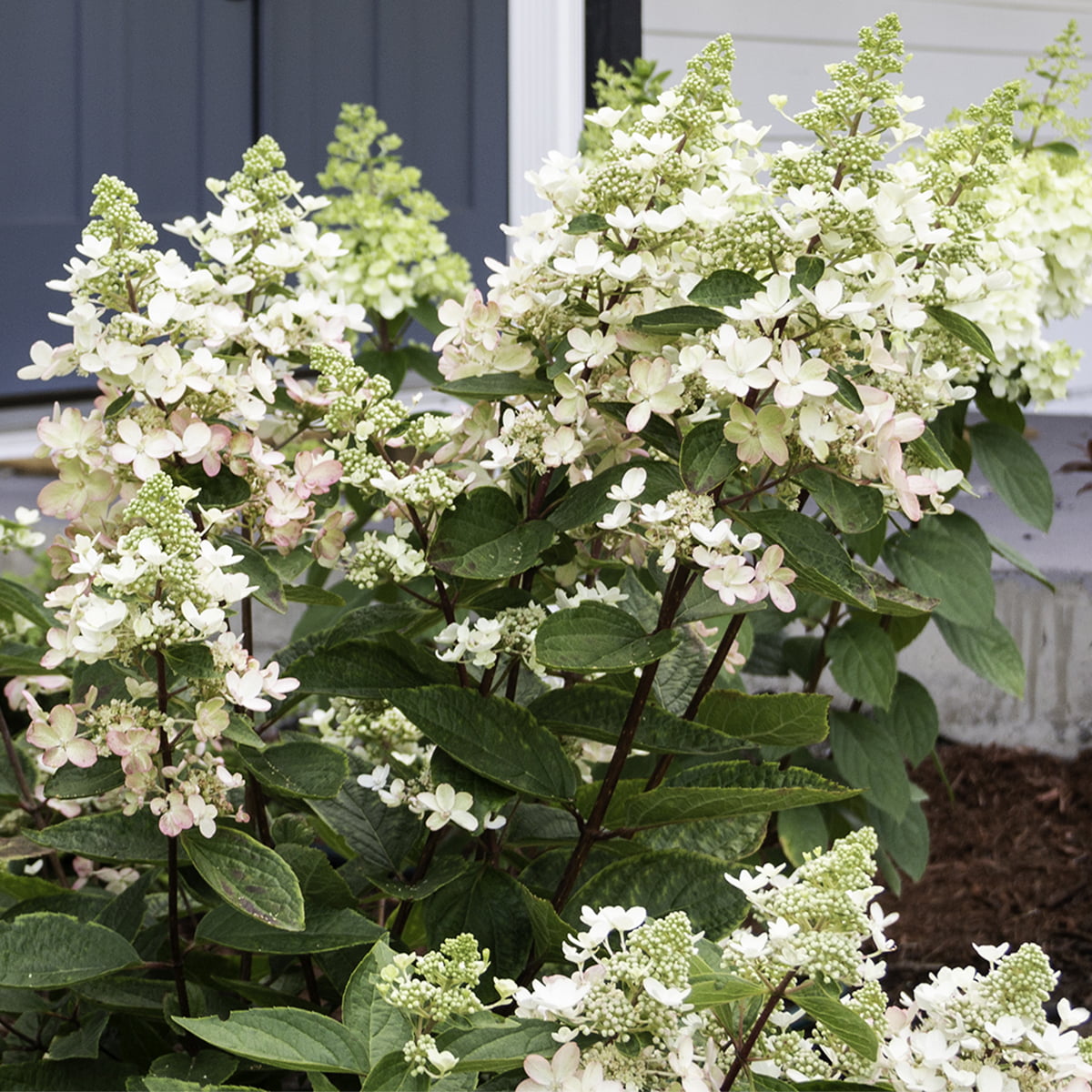 Van Zyverden Hydrangea Flare™ 4