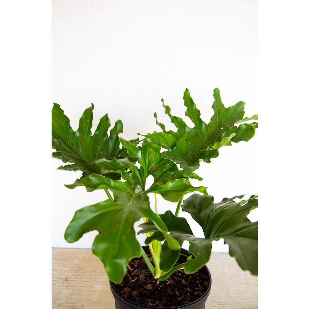 FLOWERWOOD 2.5 Gal - Split Leaf Philodendron - Live Evergreen Shrub with Large Glossy Green Foliage 46713