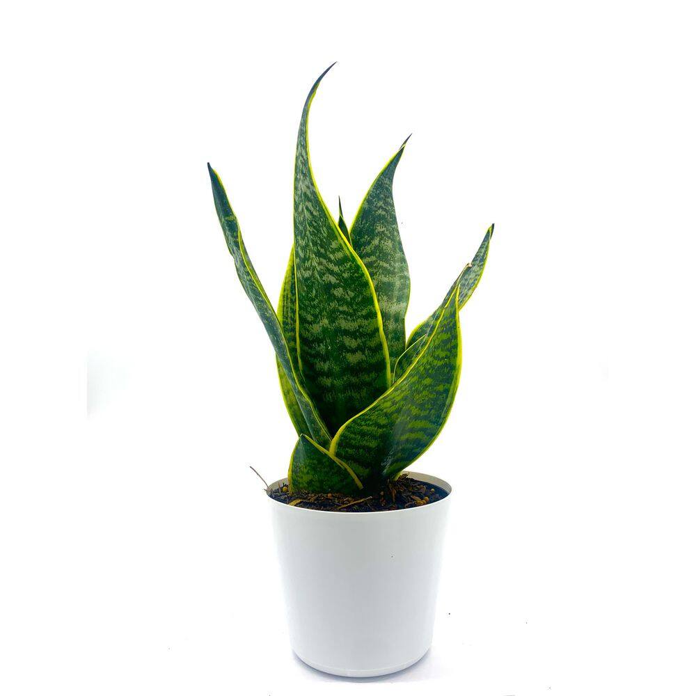 EVERBLOOM GROWERS INC. 6 in. Snake Plant Sansevieria Plant Grower's Choice in White Deco Pot 6SANS