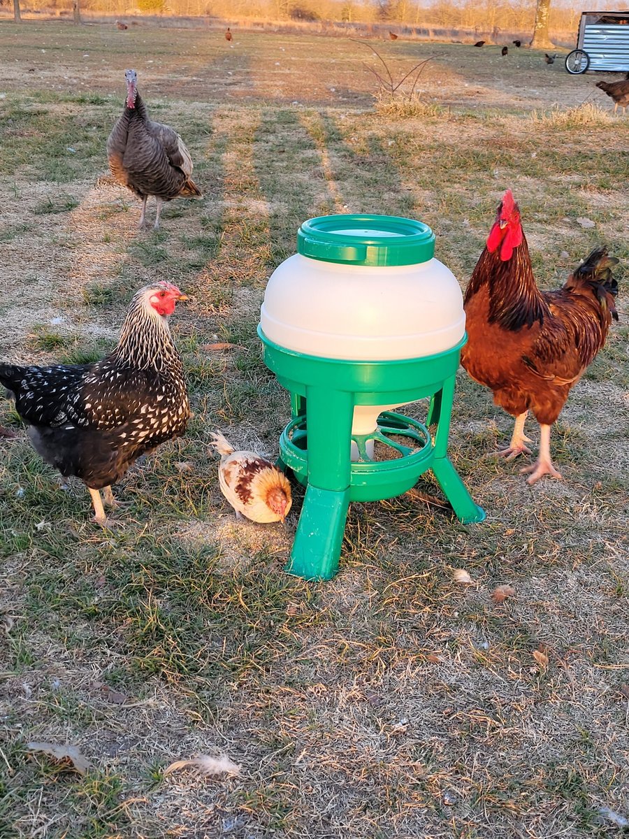 My Favorite Chicken Hopper Poultry Feeder， 25-lb