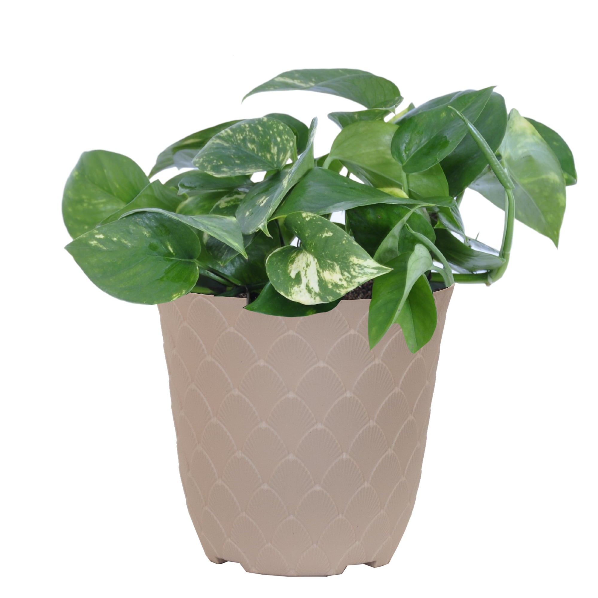 United Nursery Live Golden Pothos Houseplant 12-14in Tall in 6 inch Cream Bayside Decor Pot