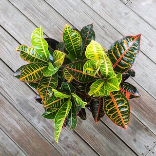 United Nursery Croton Petra Codiaeum Variegatum Live Plant in 9.25 inch Grower Pot 71461