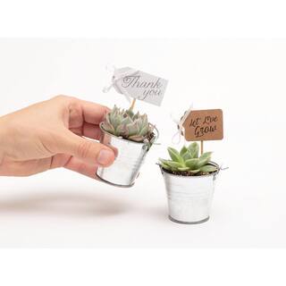 The Succulent Source 2 in. Wedding Event Rosette Succulents Plant with Tin Metal Pails and Thank You Tags (80-Pack) 2-R-T-TY-80