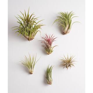 Shop Succulents Ionantha Air Plant (6-Pack) 6-AIRP-IONA-MED