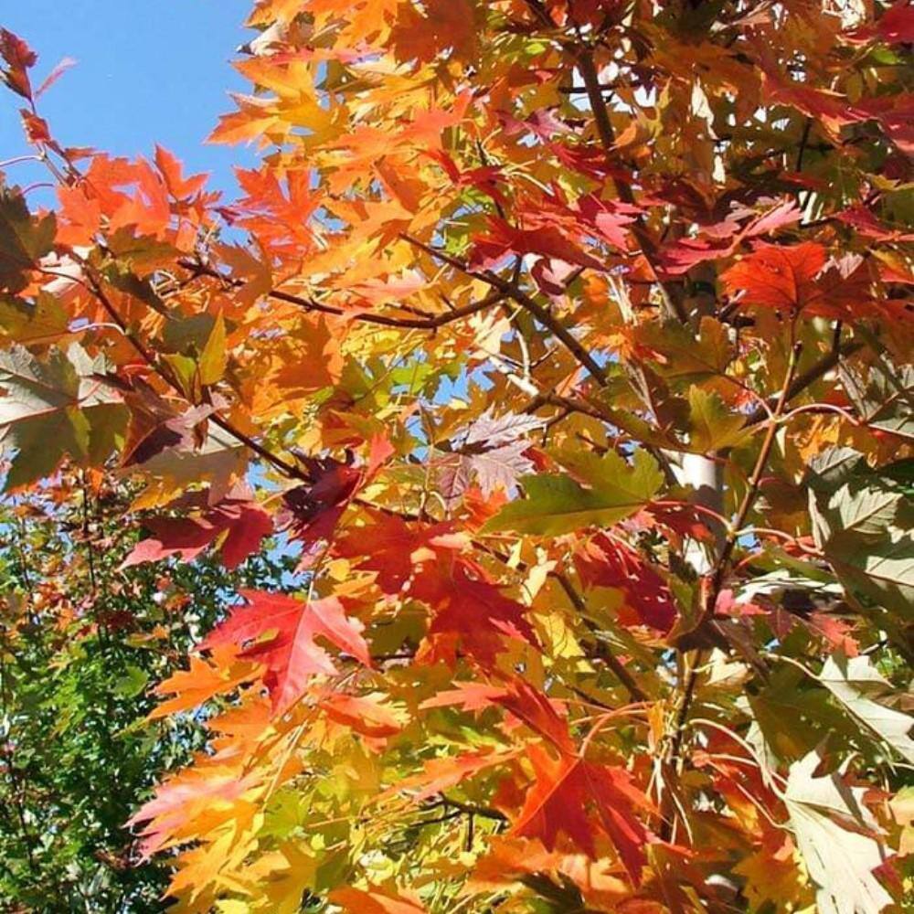 7 Gal. Celebration Maple Shade Tree MAPCEL07G