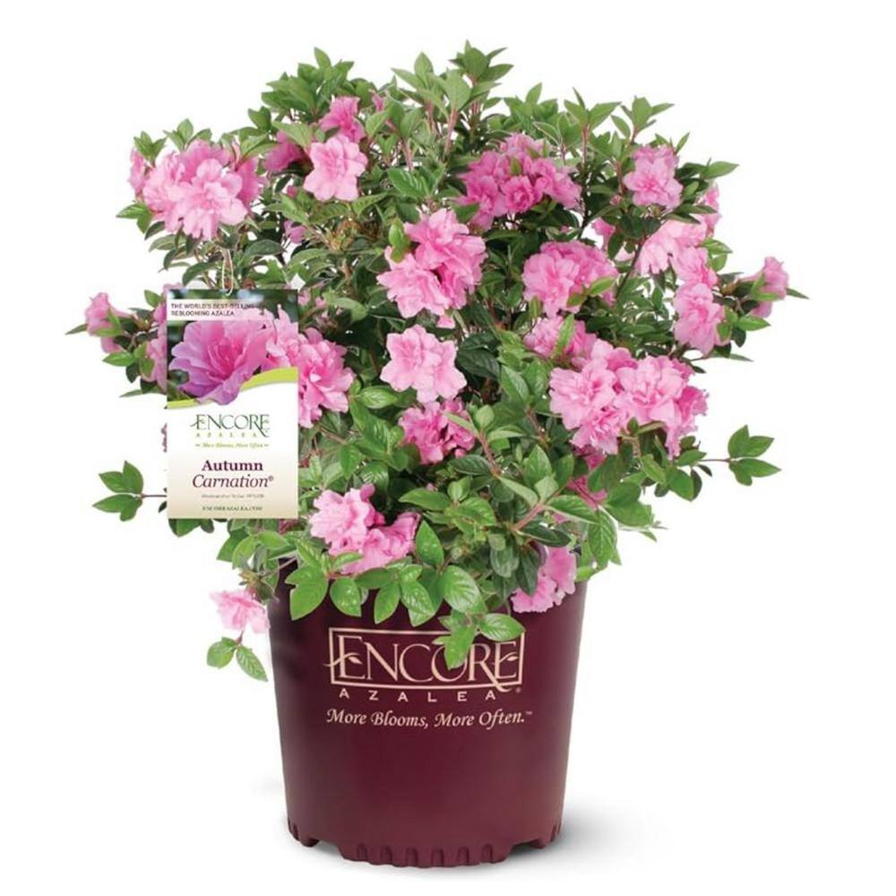 ENCORE AZALEA Azalea Encore Autumn Carnation 3 Gal. Azalea Shrub with Ruffled Pink Reblooming Flowers 10177