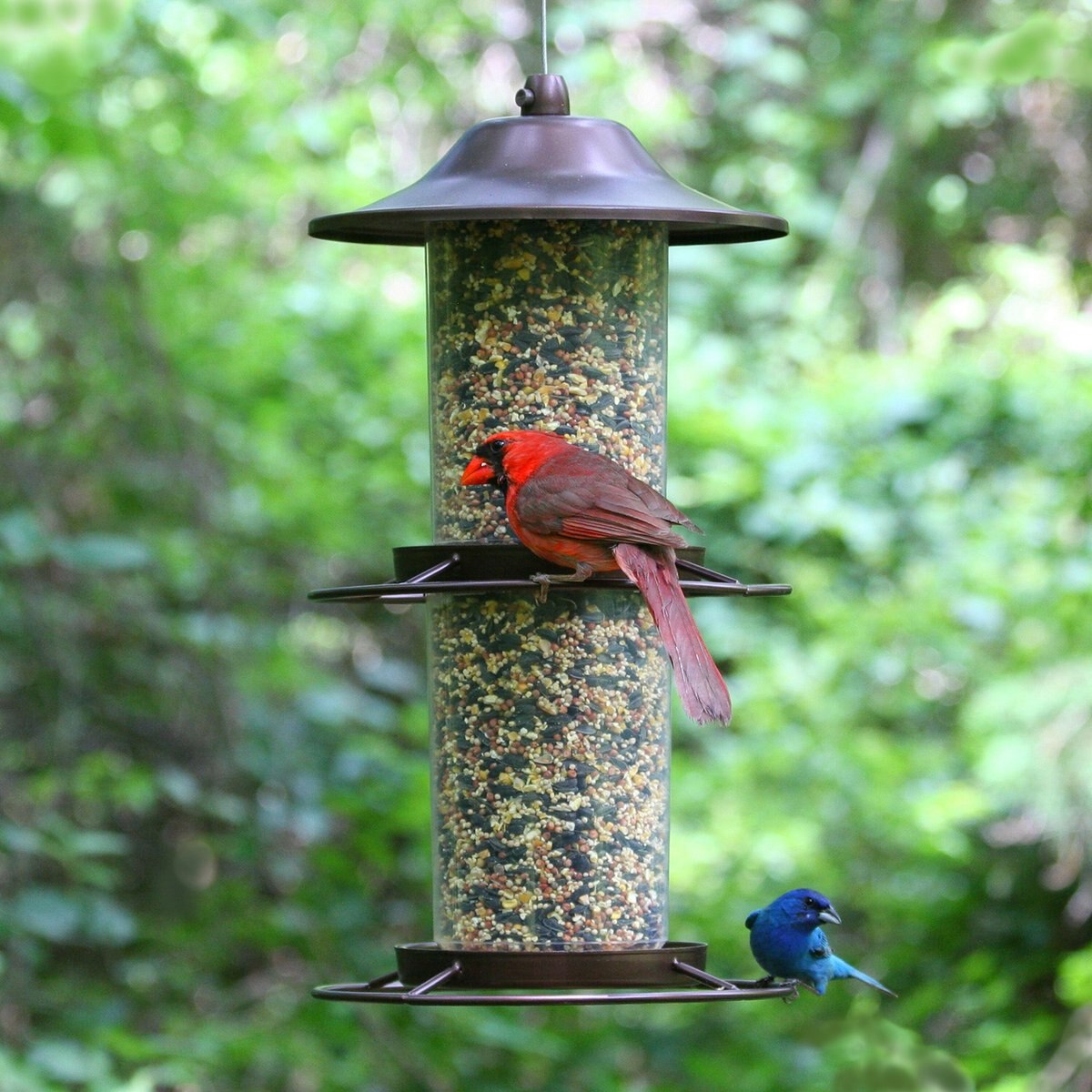 Perky-Pet Panorama Wild Bird Feeder