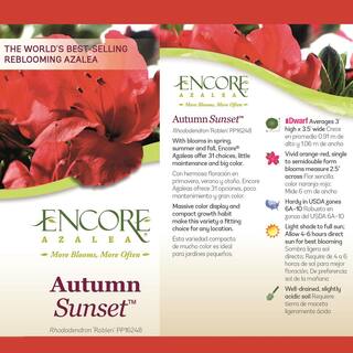 ENCORE AZALEA 2 Gal. Autumn Sunset Shrub with Bright Red Flowers 14803